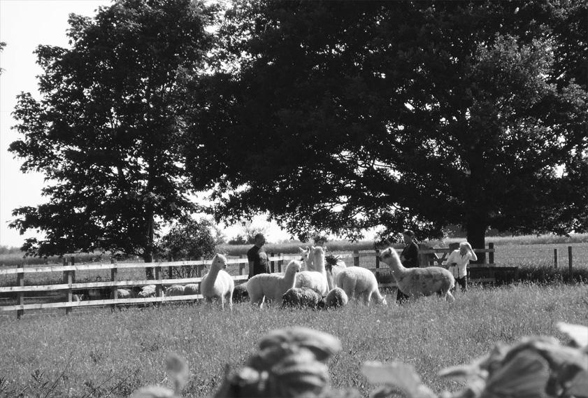 Mexicana Photoshoot Behind the Scenes, Alpacas