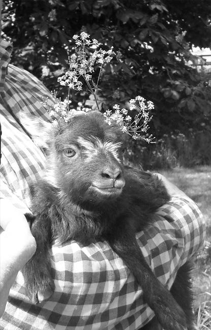 Mexicana Photoshoot Behind the Scenes shoot baby lamb